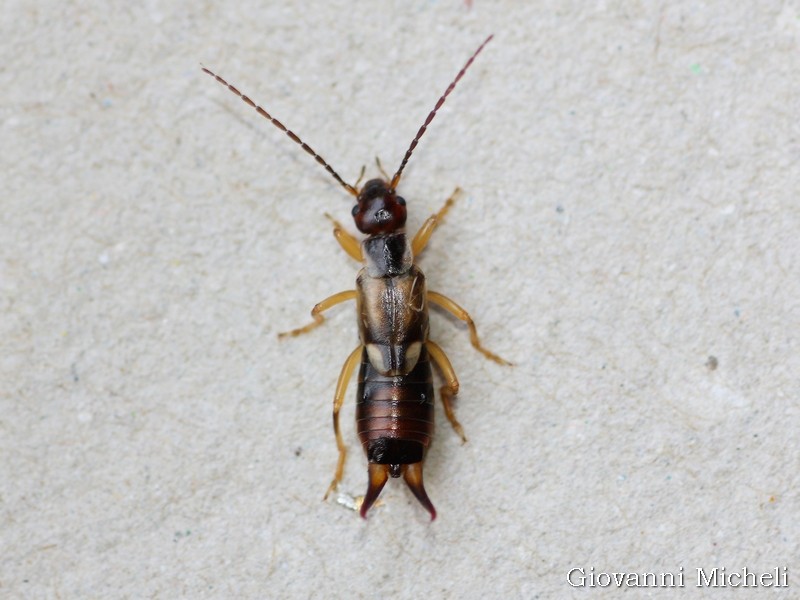 Furficola auricularia, femmina